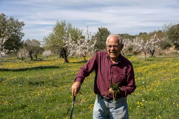 一位老人 一只手拿着手杖 另一只手拿着一堆野芦笋 是个退休的老人 春天的一天 — 图库照片