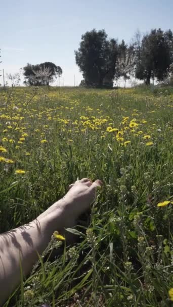 Noha Ženy Pohybující Jarních Květinách Noha Pod Kolenem Holou Kůží — Stock video