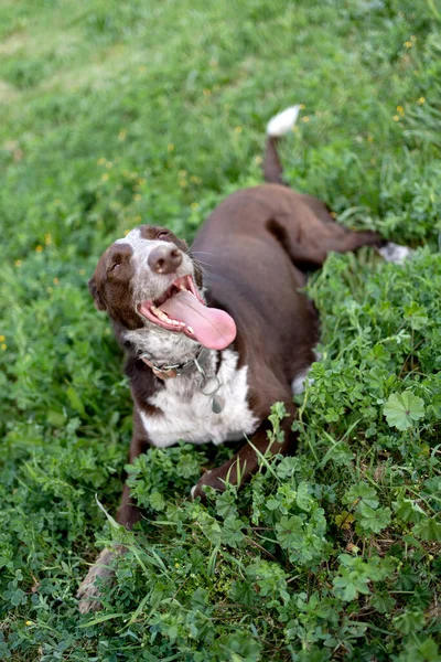 遊んだ後に草の上に犬が喘ぎ土と茶色の鼻で舌を出し疲れと笑顔でポデンコとブラコの茶色の犬のミックス — ストック写真