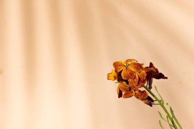 Pastel arka planda turuncu çiçeklerin durgun yaşamının minimalist görüntüsü, bir palmiye ağacının gölgeleri, huzur ve refah verir..