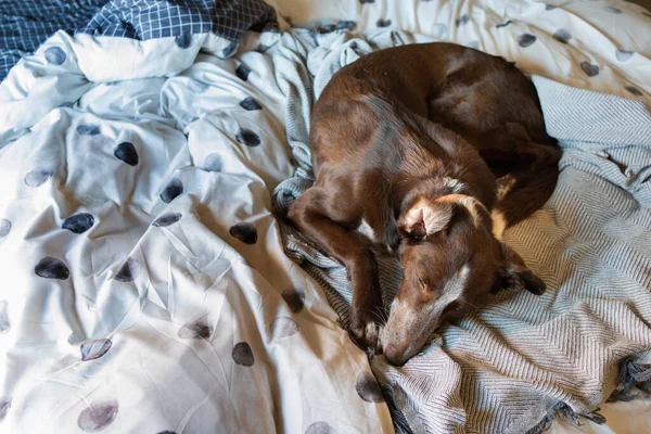 Hond Rustend Bed Oor Omgedraaid Dekbed Met Witte Bolletjestop Podenco — Stockfoto