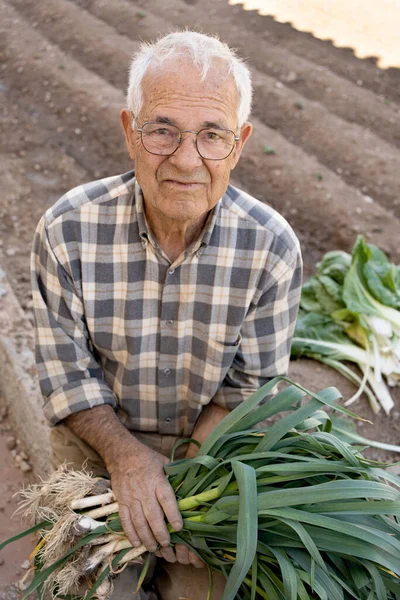 eighty year old country man in the vegetable garden with a big bunch of young garlic, a serious man, hardened from the vegetable garden and work, checkered shirt and brown corduroy trousers.
