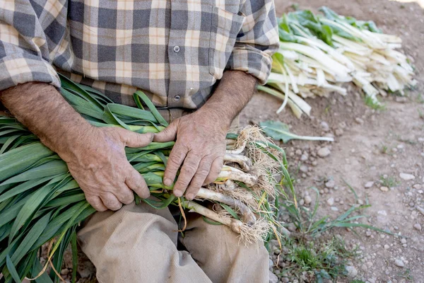 一位80岁的农民在蔬菜园里手拿着一大捆大蒜芽的细节 — 图库照片