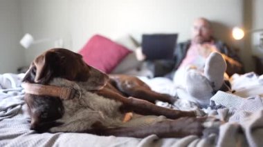 Bir dosyanın içine notlar yazıp okuyan bir adamın yatağının dibinde duran bir köpek. Yatakta kitap okuyor, kitap okuyor ve köpek eşliğinde eğleniyoruz..