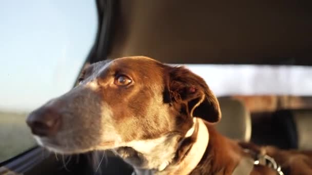 Hund Tittar Genom Bilfönstret Landskapet Hund Sitter Baksätet Med Selen — Stockvideo