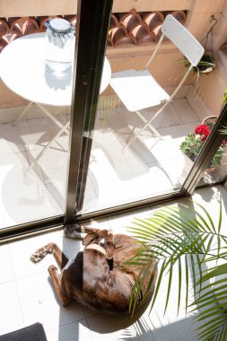 Köpek balkonda güneşlenmek için güneş ışığından faydalanıyor, köpek bahar günü güneşin altında dinleniyor.