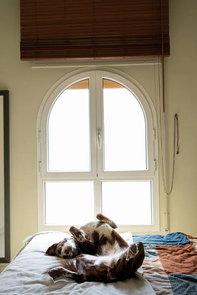 stock image dog lying on his back resting and trusting on the double bed in the room, dog at home totally relaxed on the bed, picture with large round window at the top, spacious and secluded room