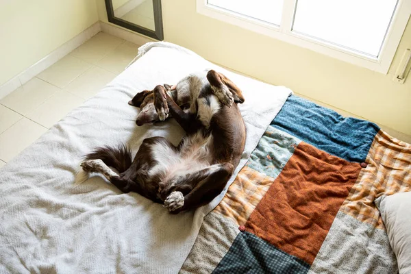 Dog Lying His Back Resting Trusting Double Bed Bedroom Dog — Stock Photo, Image