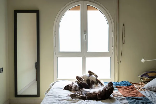 dog lying on his back resting and trusting on the double bed in the room, dog at home totally relaxed on the bed, picture with large round window at the top, spacious and secluded room