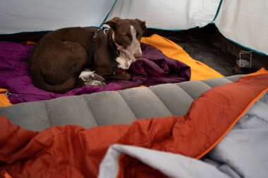 Köpek kamp yerindeki bir çadırda uyku tulumunun üstünde dinleniyor, hafta sonu kaçamağı ya da evcil köpeğinizle tatilde, dinleniyor ve temiz havada dinleniyor.