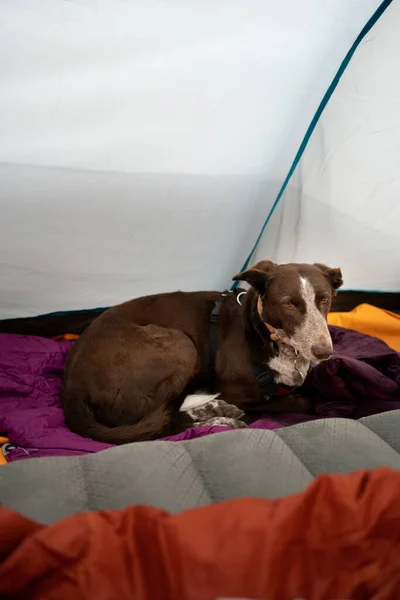 dog resting on top of a sleeping bag in a tent at a campsite, weekend getaway or holiday with your pet dog, relaxed and resting in the fresh air