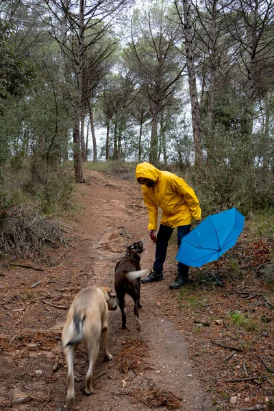 Uomo Giallo Mackintosh Piedi Due Cani Nella Foresta Pluviale Cani — Foto Stock