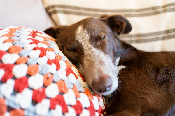 dog sleeping on the sofa on a colorful crochet cushion, calm and resting at home
