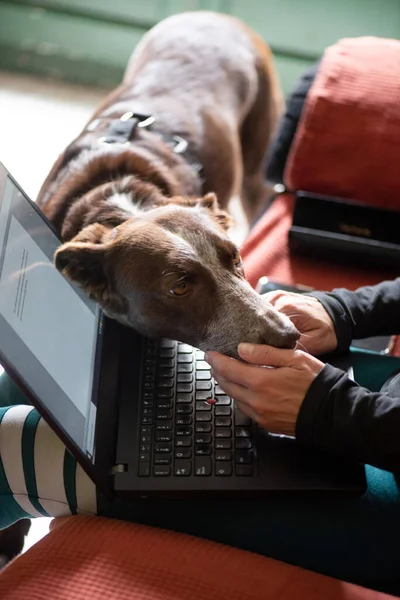 dog asking for caresses when woman is at the computer working, details of hands caressing brown dog, podenco with braco.