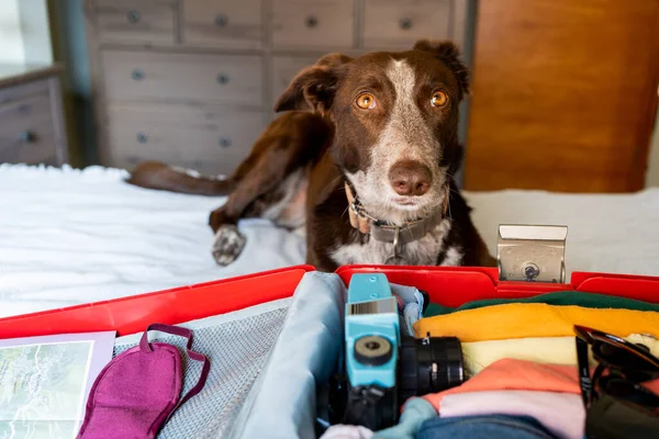Açık bavul yaz tatili için hazır. Renkli kıyafetler, sıcaklık ve seyahat unsurları. Bekleyen bir köpeğin arkasında..