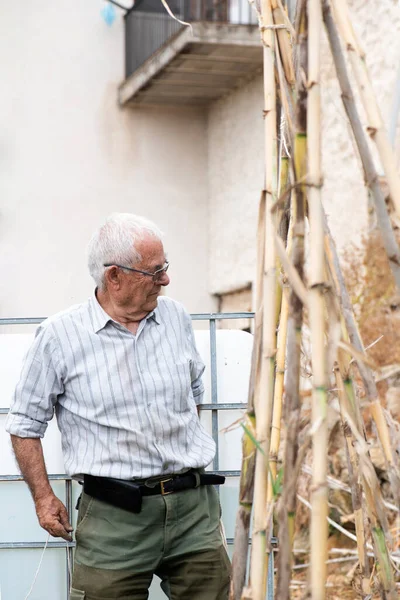 Eighty-year-old man looking at the garden and the tomato plants, checking the growing process and observing the tasks to be carried out for their maintenance.