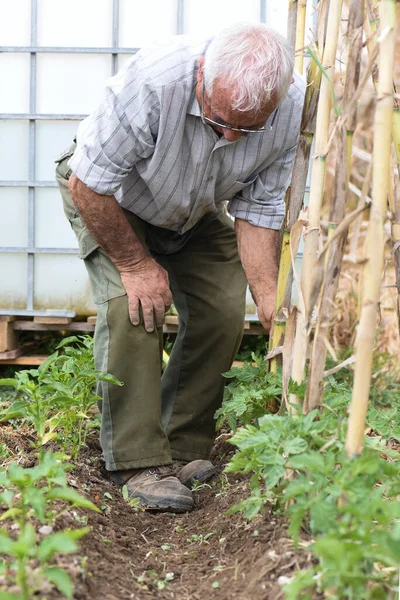 80代の男性は小さな菜園でトマトの木を結び灌漑用の背景水槽やユスカの小さな村の田舎の雰囲気 — ストック写真