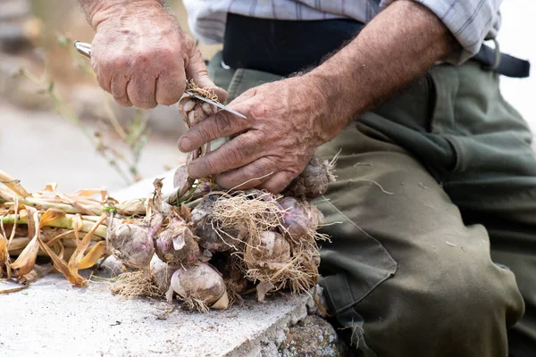 切割和扔掉大蒜脏部分的动作细节 上了年纪的乡下人的晒黑的手 为吊挂大蒜干活和准备大蒜 — 图库照片