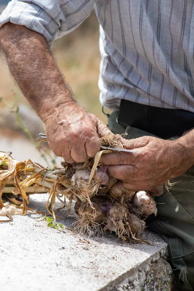 80多岁的男人在墙上擦大蒜 把大蒜捆起来晾干 农村的老年人从事园艺劳动以获取食物 — 图库照片