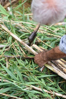 Baltayla kesilen ellerin ayrıntıları kırsaldaki yaşlı bir adamın güçlü kahverengi kolları.