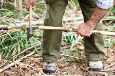 Elinde balta, elinde baston, kamuflaj pantolonu ve domates bitkileri için baston hazırlayan tanınmamış bir adam. Cadılar Bayramı için gizemli görüntü
