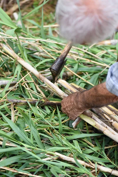 有斧头切割芦苇的手的细部 乡村一位老人强壮的棕色臂膀 — 图库照片