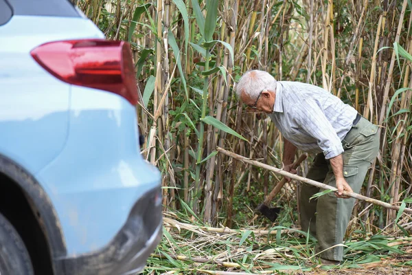 80多岁的男人在一个由手杖组成的森林里割下手杖来采集西红柿 然后在一辆浅蓝色汽车旁边的人把它们装进车里 — 图库照片
