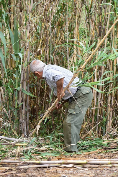 stock image man in his eighties in a forest of reeds cutting reeds to collect them for tying tomato plants, country person