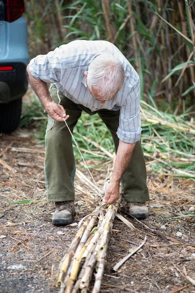 八十岁的男子 头发灰白 裤子迷彩 系着一捆手杖 准备种植西红柿 — 图库照片