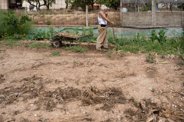 Yaşlı bir adamın soğan toplayıp bir el arabasına yüklediği meyve bahçesinin manzarası, boş meyve bahçesinin dinlenme manzarası, askılı bluz ve kadife pantolonlu bir adam.