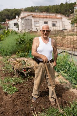 Meyve bahçesindeki yaşlı adam poz veriyor, çapaya yaslanıyor, kolsuz tişört ve güneş gözlüğü takıyor, kadife pantolon giyiyor, el arabasının arkasında..