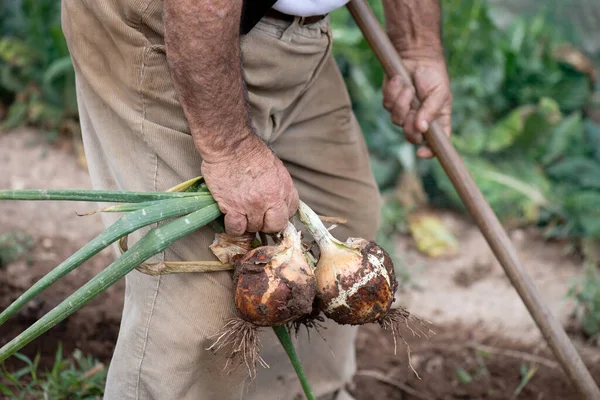 stock image retired older man in the orchard harvesting onions, detail of hand on knee with onions from harvesting