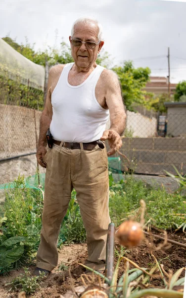 果园里的老人在手推车里扔洋葱 在空气中扔洋葱 春天在果园里收获洋葱 为夏天准备土壤 — 图库照片