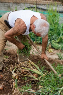 Beyaz atletli yaşlı adam ve meyve bahçesinde haki renkli kadife pantolon elinde çapayla soğan topluyor, gri saçlı, esmer ve kaslı..