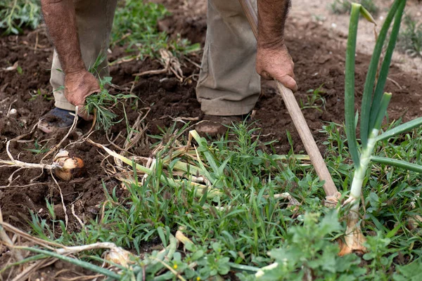 一个老人的手在采摘洋葱和清除花园杂草的细节 一只手拿锄头 — 图库照片
