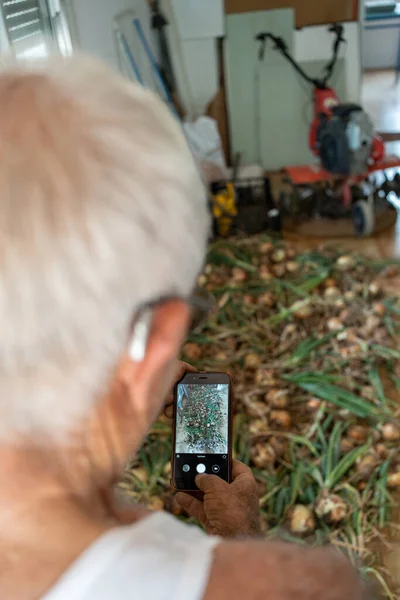 ガレージの床でタマネギの収穫の携帯写真を撮る老人 80代の白髪や補聴器を持つ人は — ストック写真