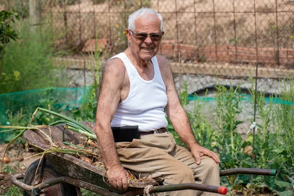 老人坐在手推车上种花休息 快乐的八十岁老人穿着白色的罐顶 灯芯绒长裤收获洋葱 — 图库照片