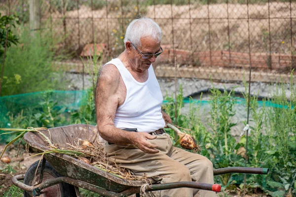 一个八十岁的老人 像个孩子一样坐在手推车里 休息一下园艺 炫耀一下他的洋葱采摘 — 图库照片
