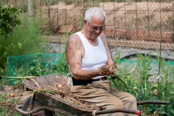 一个八十岁的老人 像个孩子一样坐在手推车里 休息一下园艺 炫耀一下他的洋葱采摘 — 图库照片