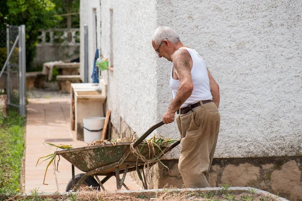 八十岁的男子在一座房子的墙边的果园里搬动着手推车 白色背心和棕色裤子 灰色头发 — 图库照片