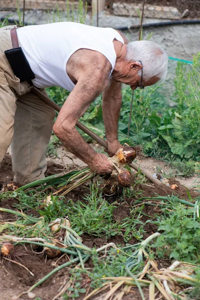 80多岁的男人在果园里采摘洋葱 带皮套的手机 灯芯绒裤子 白色的罐顶和灰白的头发 — 图库照片