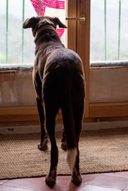 Kırsal alanda dışarıdaki manzaraya bakan kahverengi av köpeği.