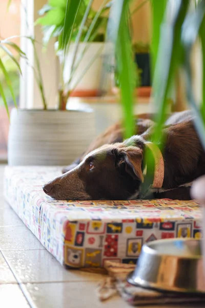 dog stretched out on his bed, nice space with plants next to a terrace, colourful and calm medium brown dog resting, food bowl and space for dog on the floor