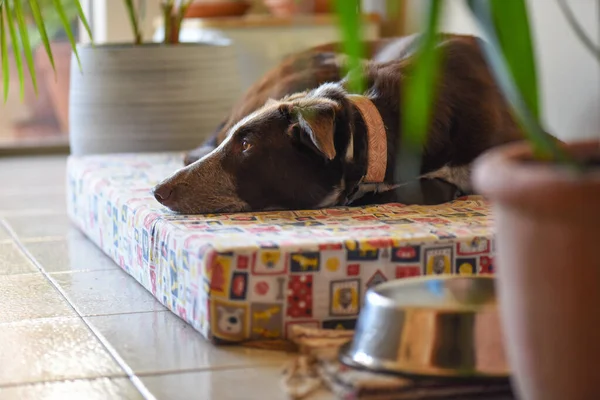 Köpek yatağında uzanıyor, güzel bir yer terasın yanında bitkiler, renkli ve sakin kahverengi köpek dinleniyor, yemek kasesi ve yerde köpek için yer var.