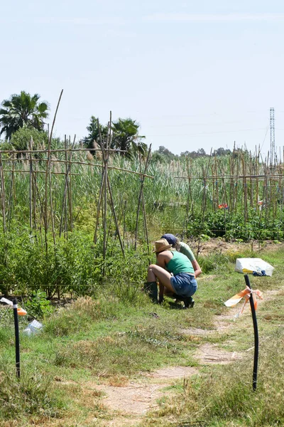 两个女人在蔬菜园干活 穿着牛仔短裤和绿色T恤 头戴帽子和帽子 遮挡阳光 绿树成荫 种满了植物和蔬菜 — 图库照片