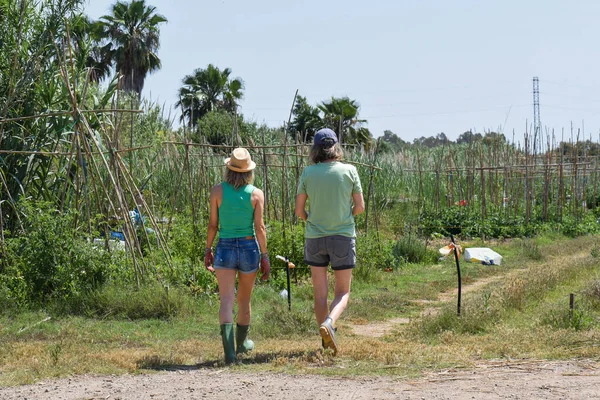 两个女人背对着果园 穿着斜纹棉布短裤和绿色T恤衫 头戴帽子和帽子 保护自己不受阳光照射 绿树成荫 种上了许多植物 — 图库照片