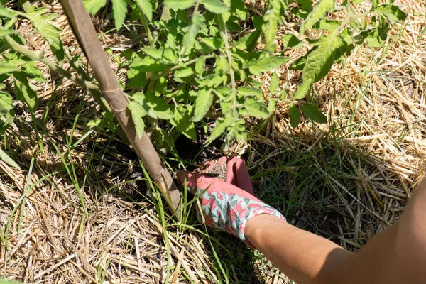 女用手 带花纹园艺手套 在番茄上堆肥 — 图库照片