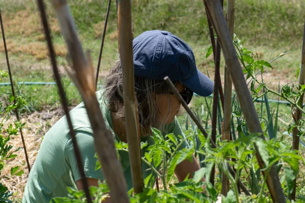在花园里干活的女人 四十多岁的女人 捆扎和浇灌西红柿 绿色T恤和蓝色帽子 太阳镜 绿色衬衫和蓝色帽子 — 图库照片