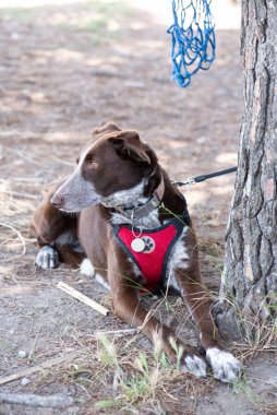 Kahverengi köpek açık havada uzayda, rahat bir şekilde uzanıyor ve koşum takımını takıyor.