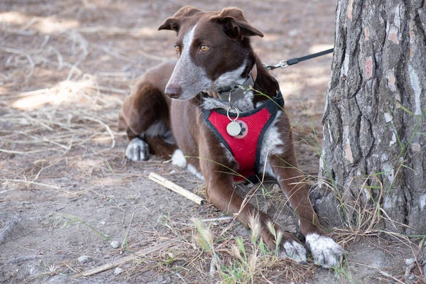 Kahverengi köpek açık havada uzayda, rahat bir şekilde uzanıyor ve koşum takımını takıyor.